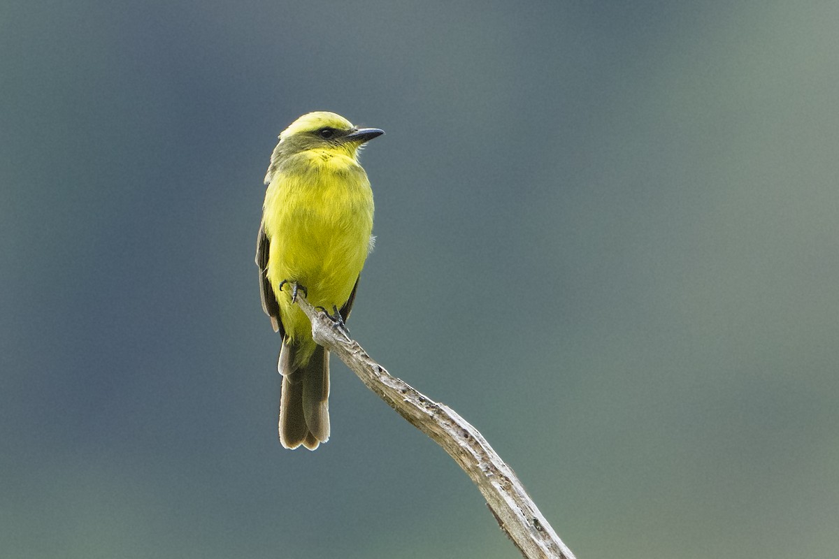 Lemon-browed Flycatcher - Bradley Hacker 🦜
