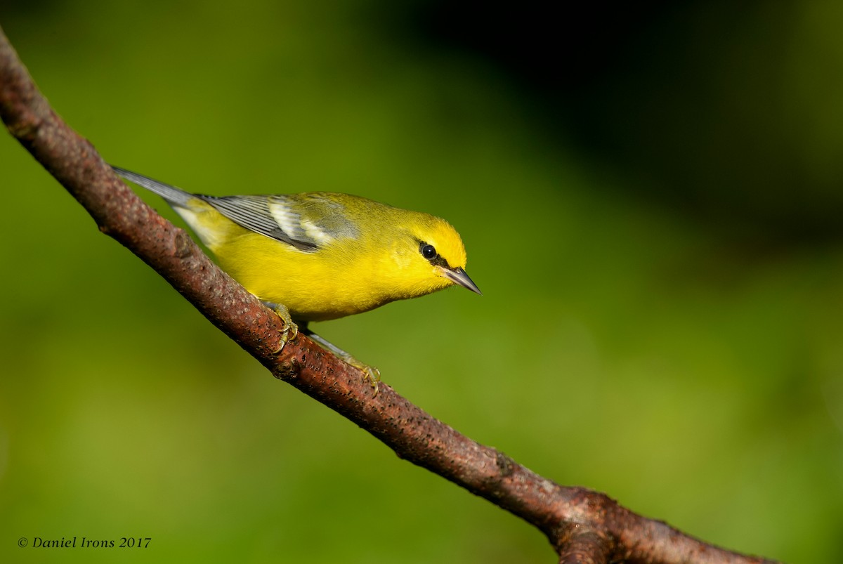 Blue-winged Warbler - Daniel Irons