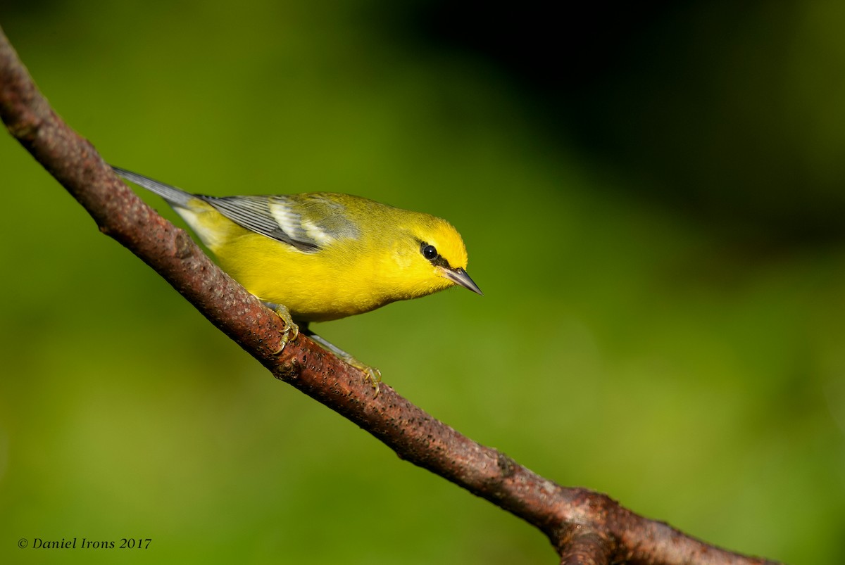 Blauflügel-Waldsänger - ML68153571