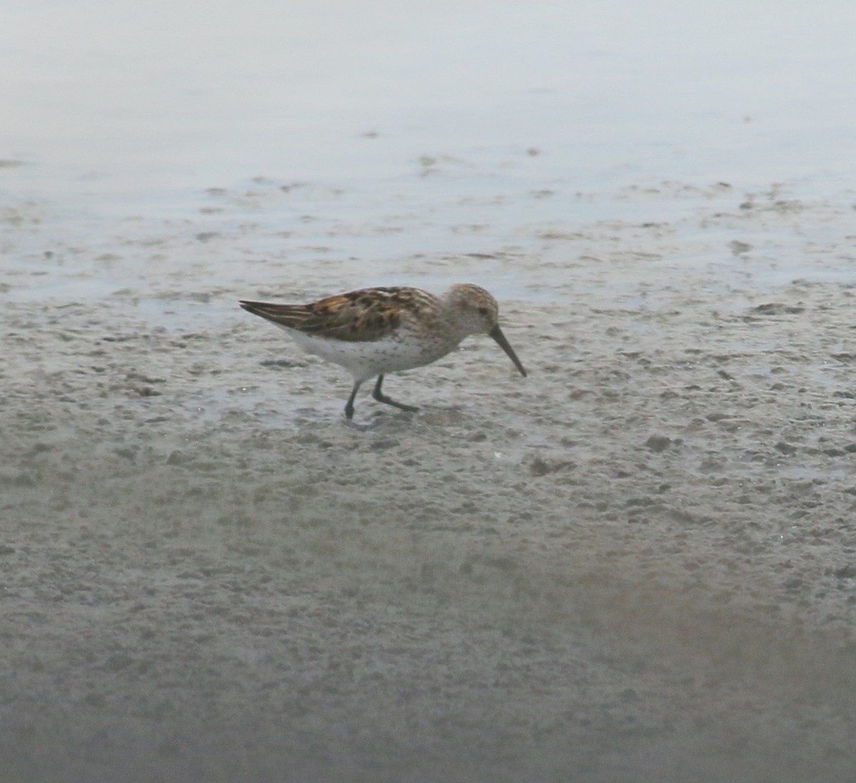 Bergstrandläufer - ML68154161