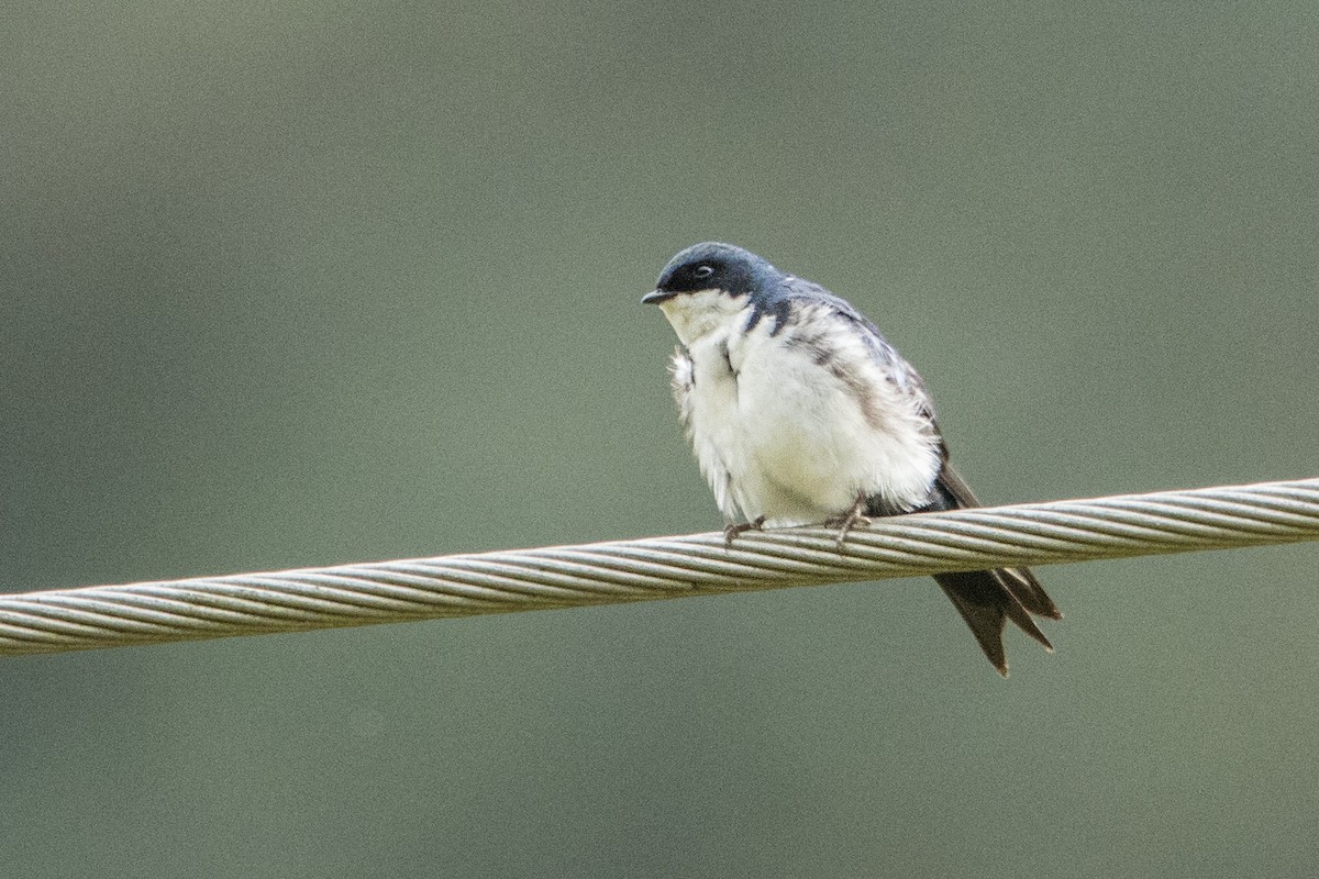 Hirondelle bleu et blanc - ML68154251