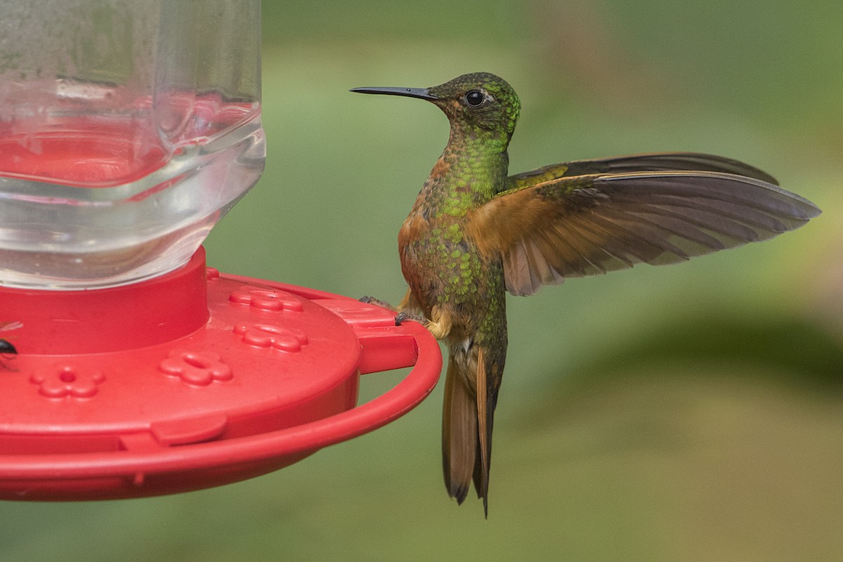 Chestnut-breasted Coronet - ML68154481