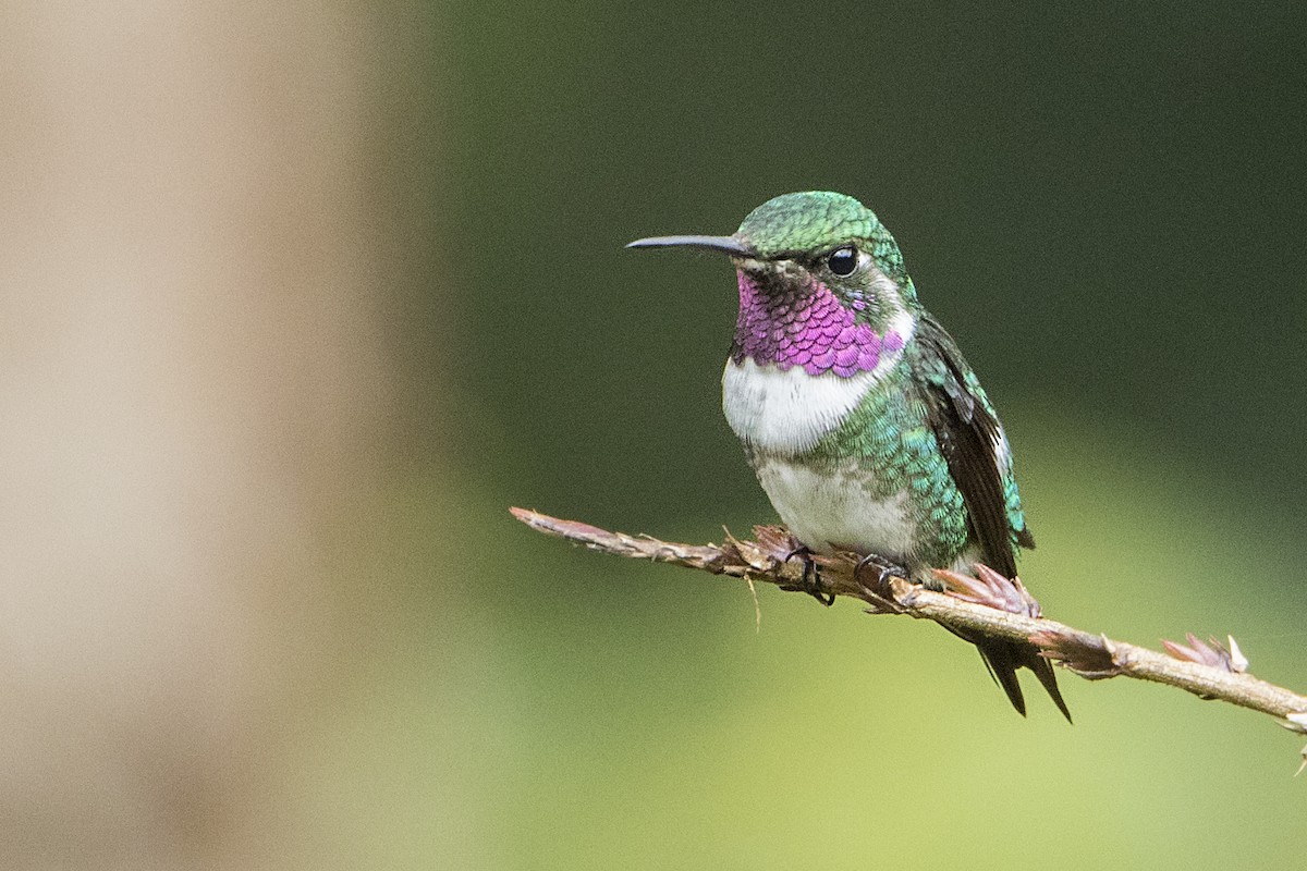 White-bellied Woodstar - ML68154551