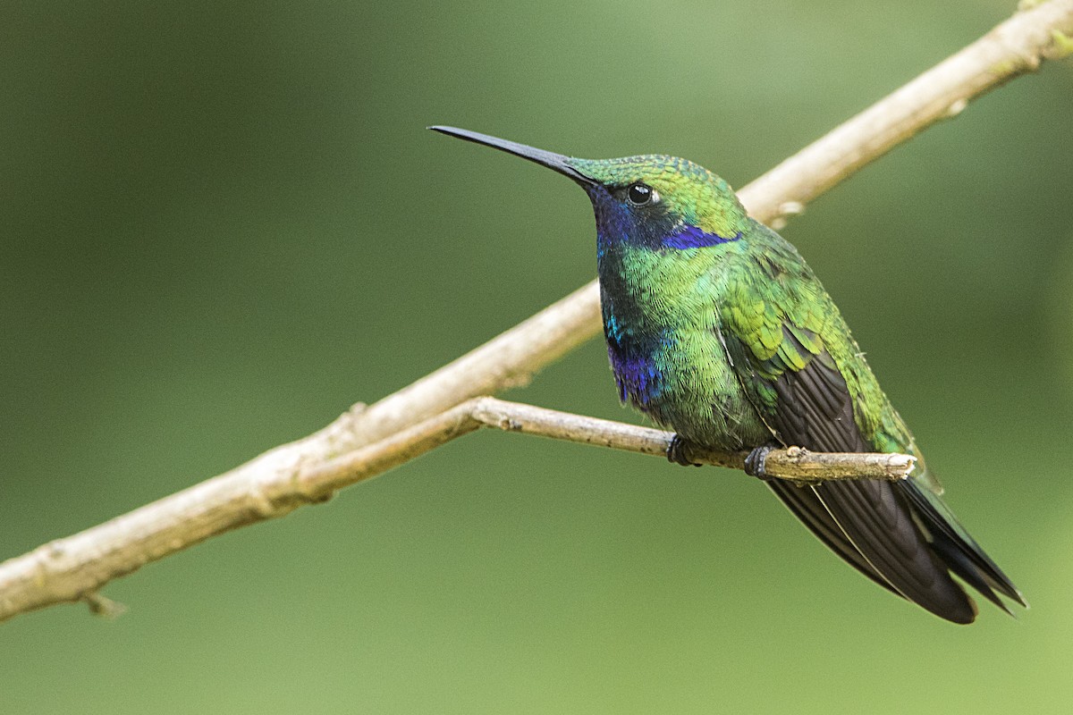 Colibrí Rutilante - ML68154581