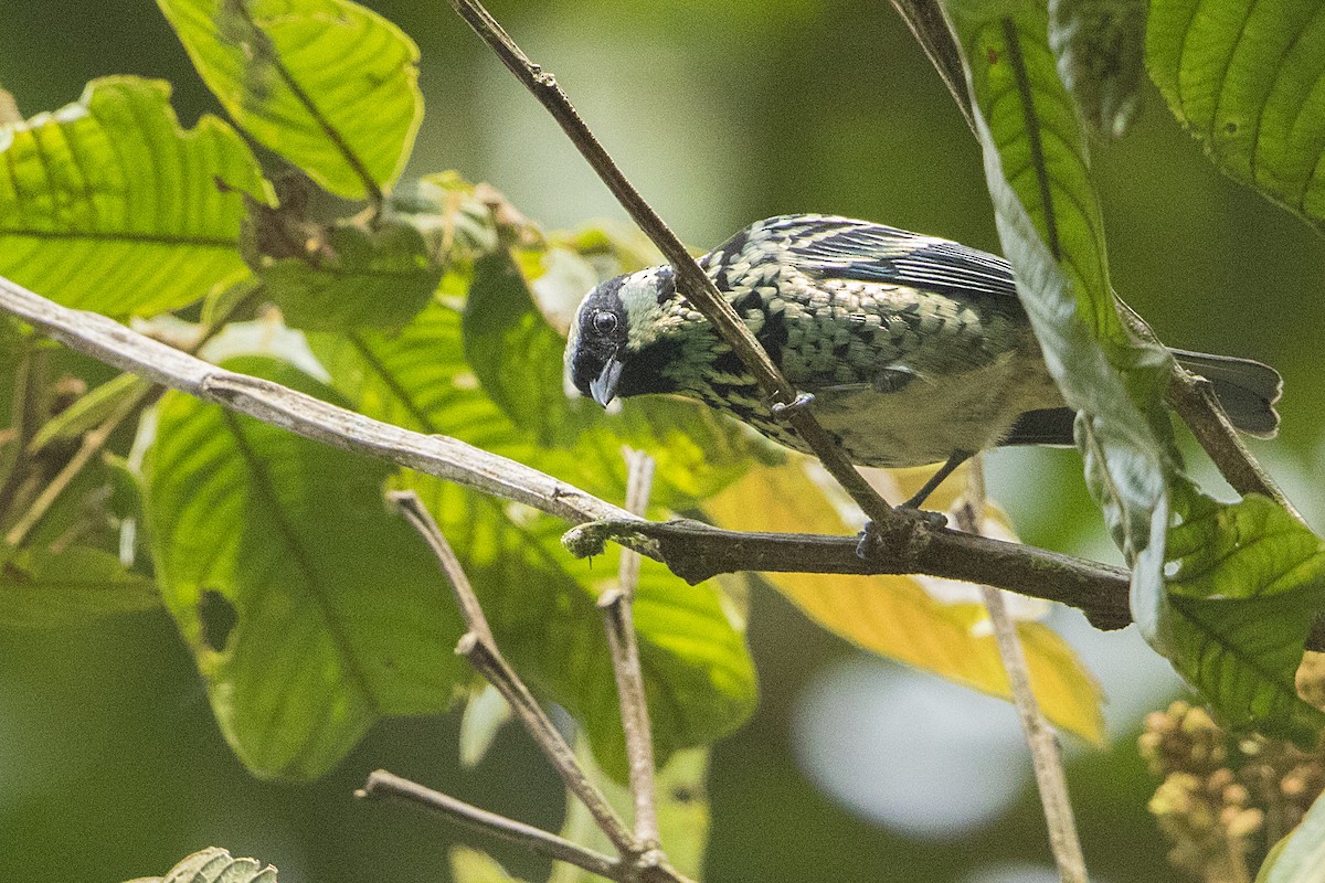 Beryl-spangled Tanager - ML68155261