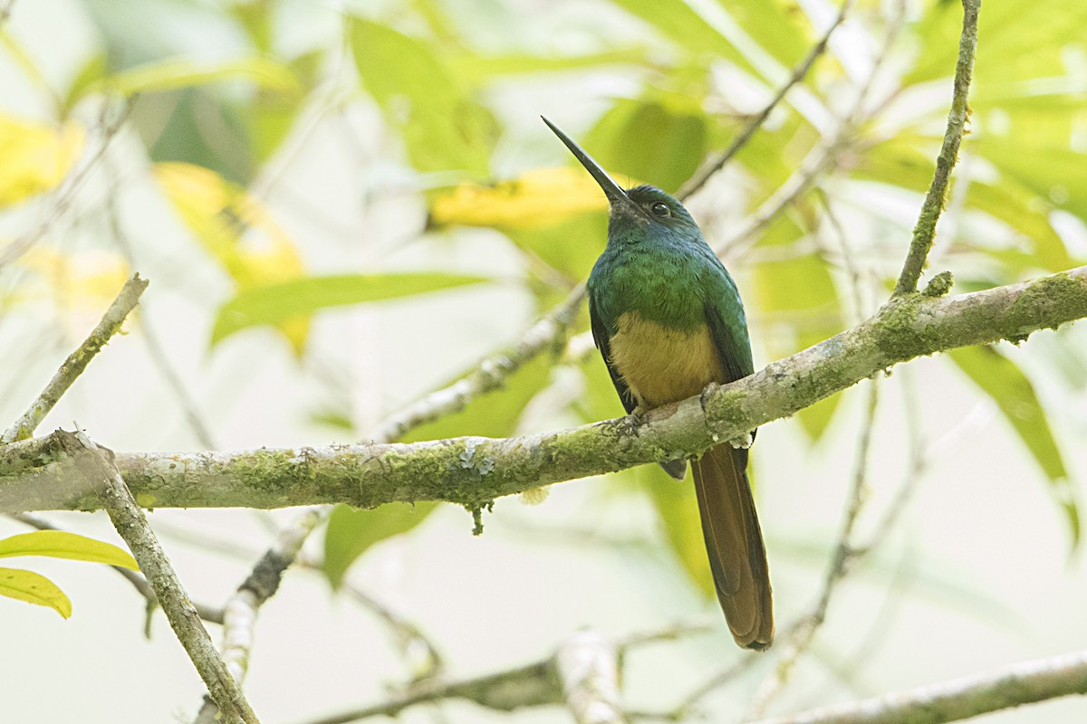 Jacamar à couronne bleue - ML68155281