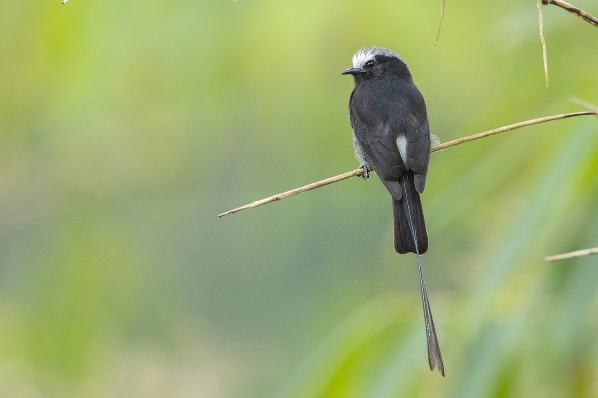 Long-tailed Tyrant - Bradley Hacker 🦜
