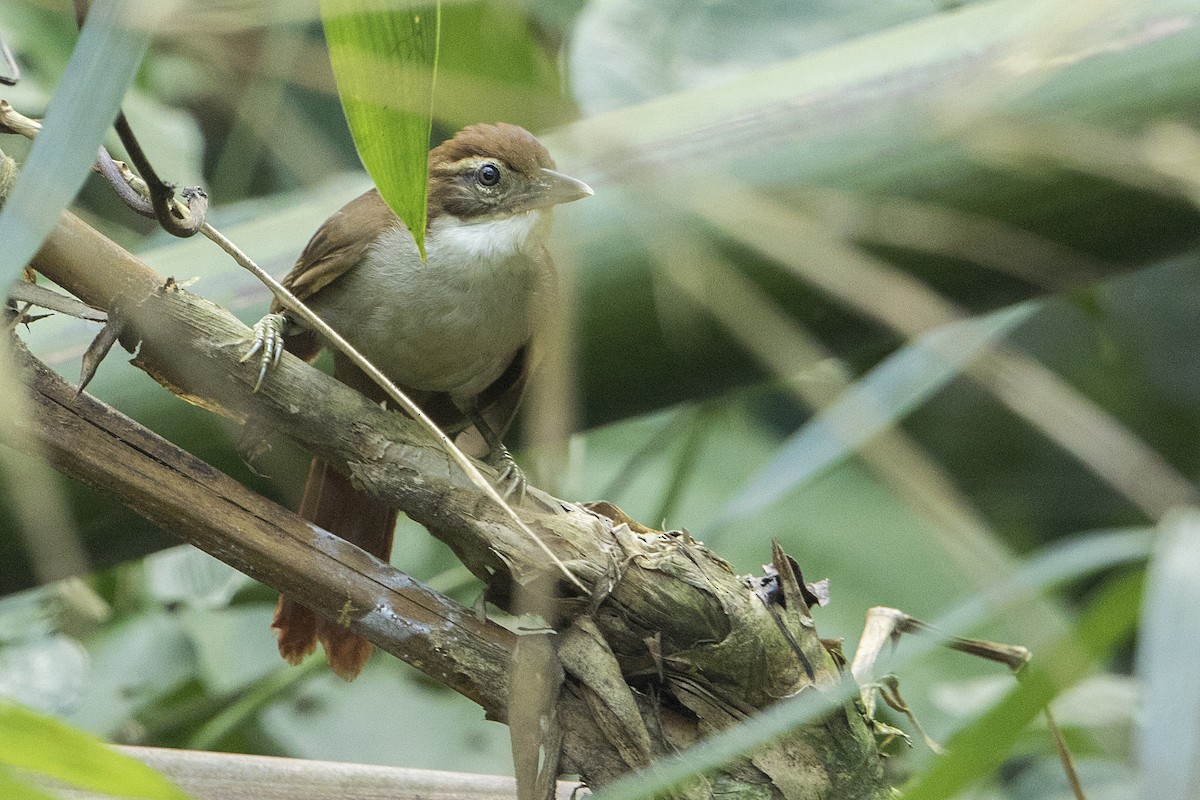 Dusky-cheeked Foliage-gleaner - Bradley Hacker 🦜