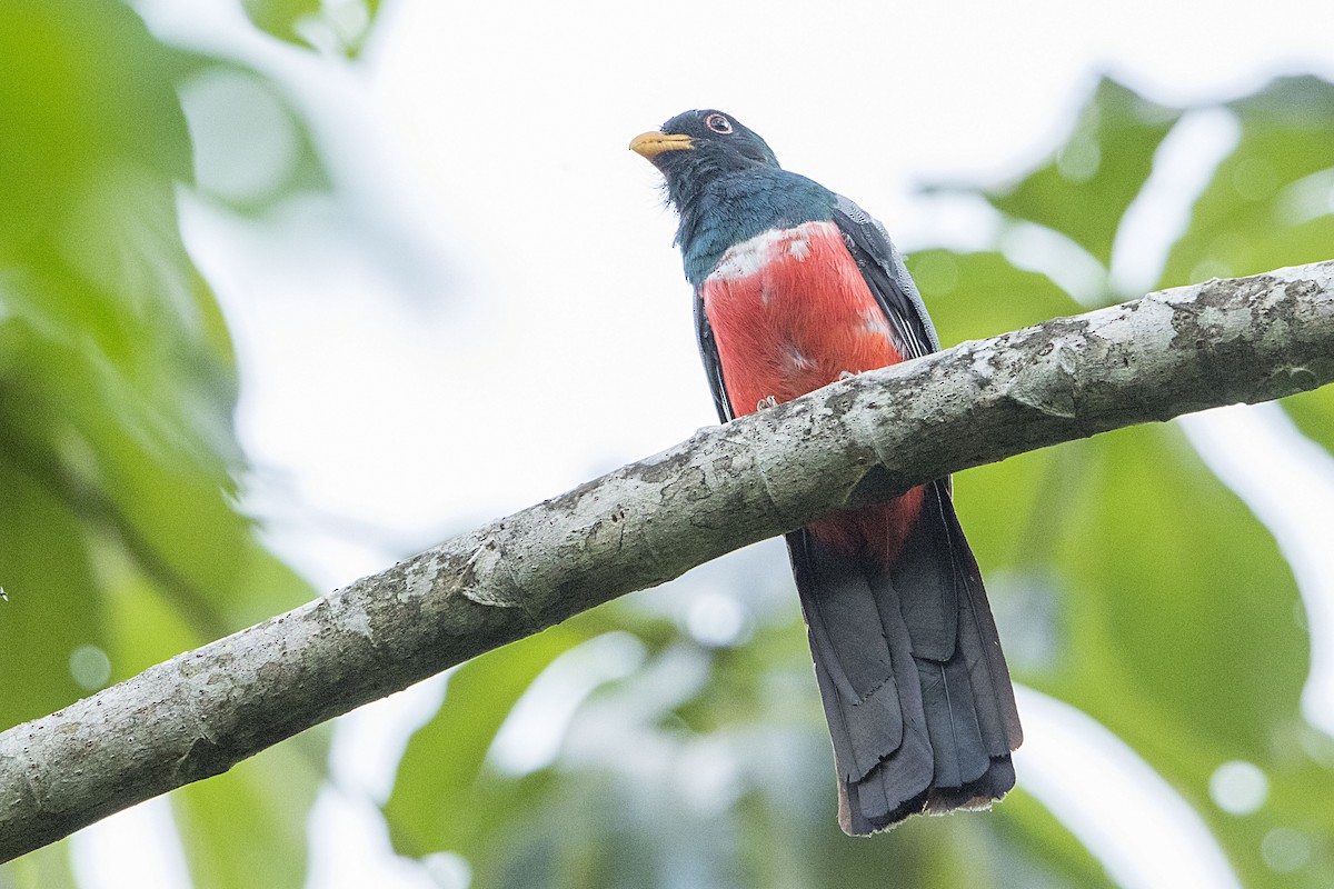 Black-tailed Trogon - Bradley Hacker 🦜