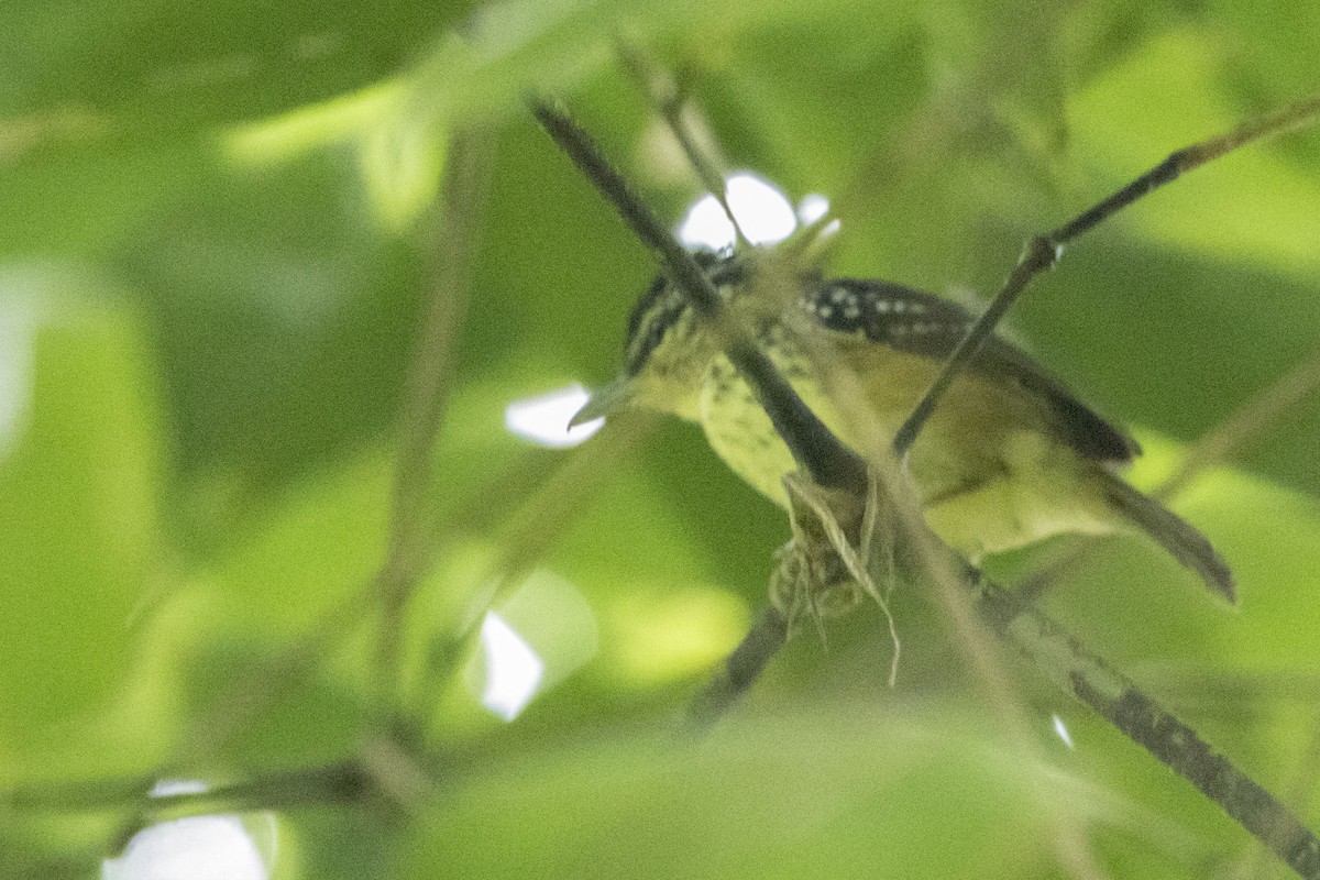 Yellow-breasted Warbling-Antbird - Bradley Hacker 🦜