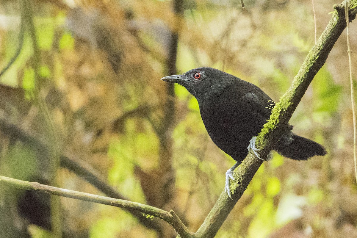 Goeldi's Antbird - Bradley Hacker 🦜