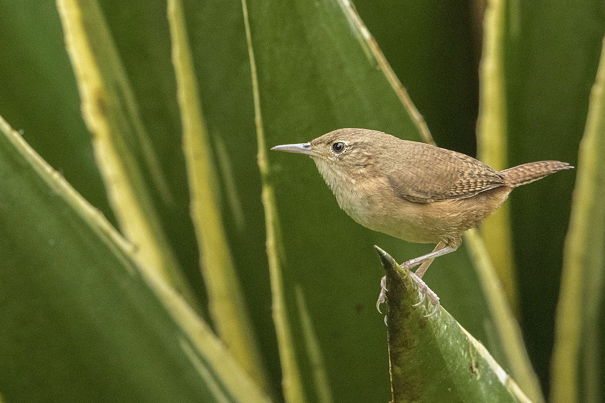 House Wren - Bradley Hacker 🦜