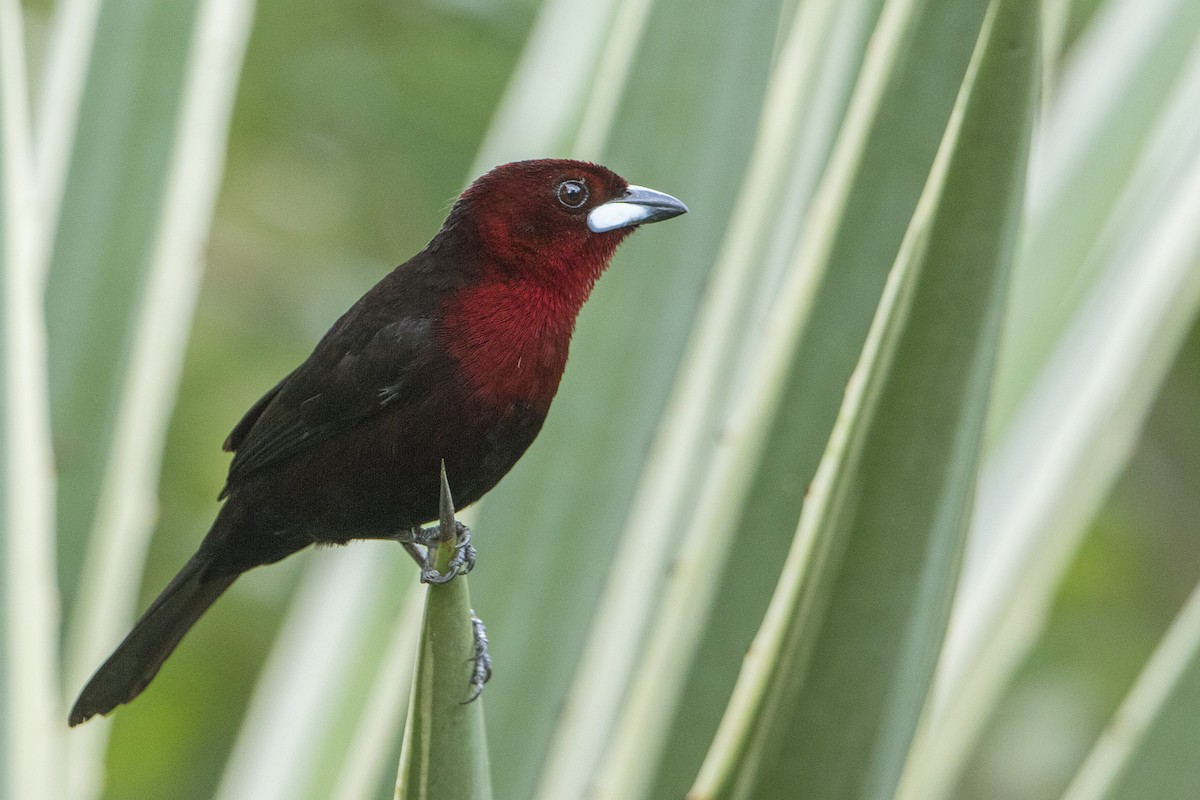 Silver-beaked Tanager - ML68156351