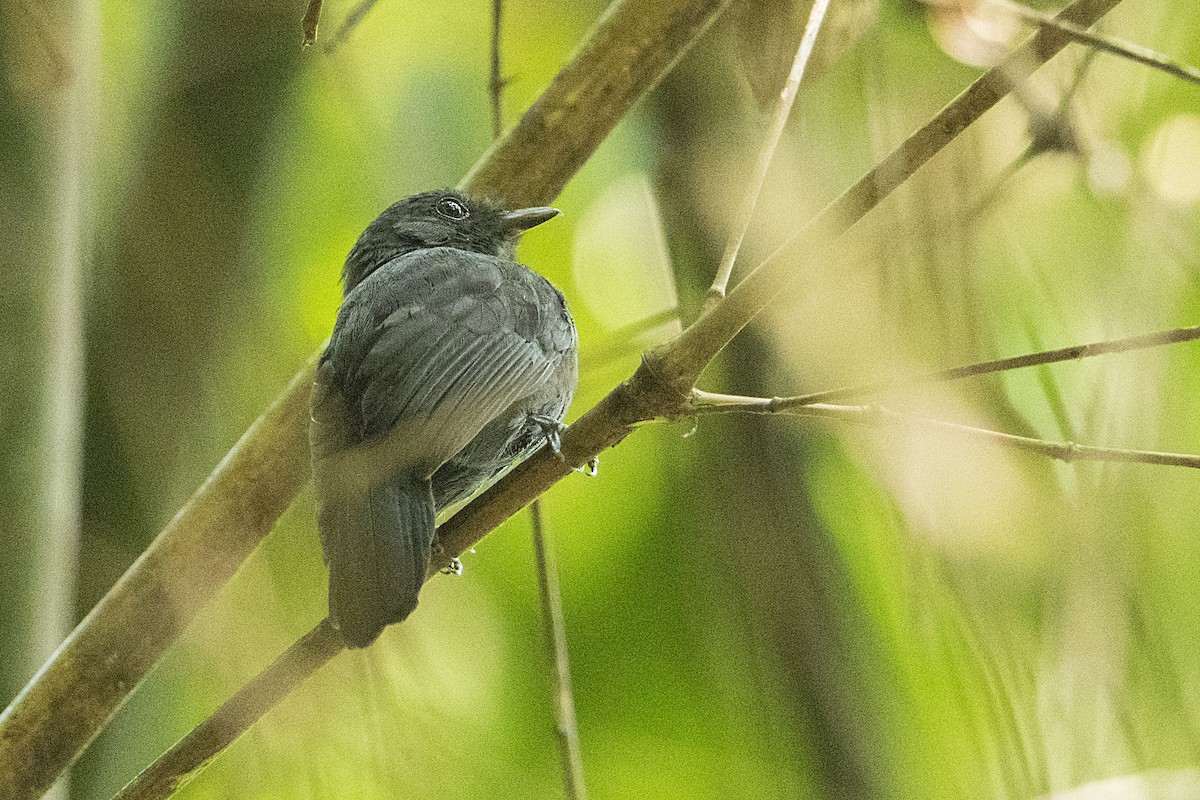 Bluish-slate Antshrike - Bradley Hacker 🦜