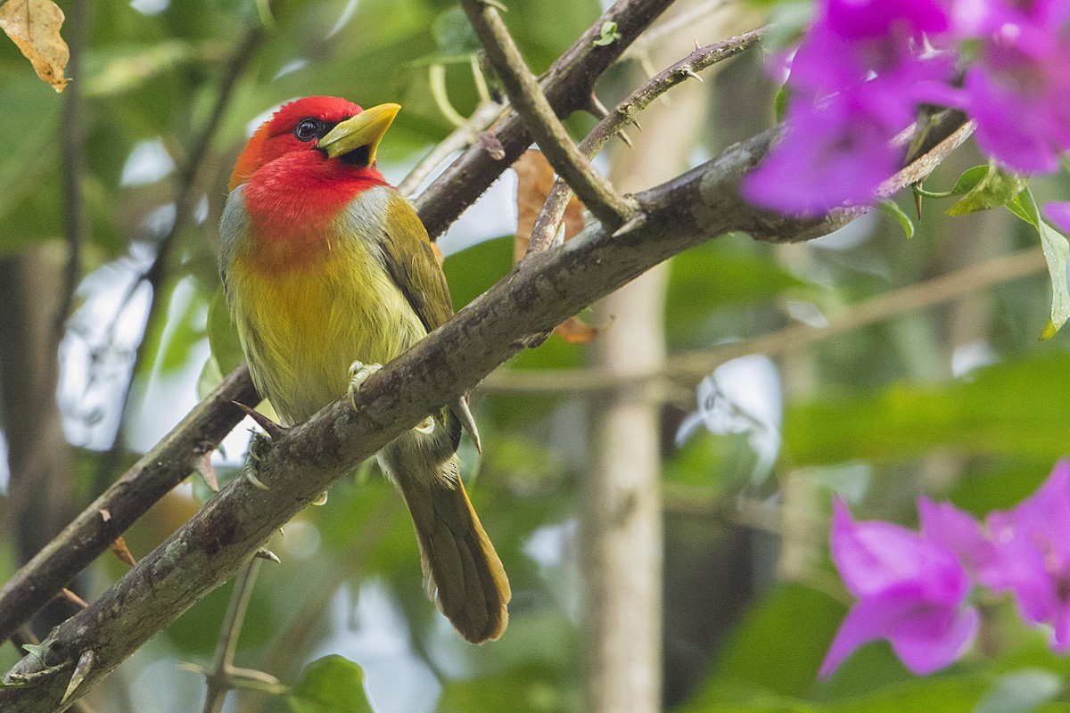 Scarlet-hooded Barbet - ML68156721