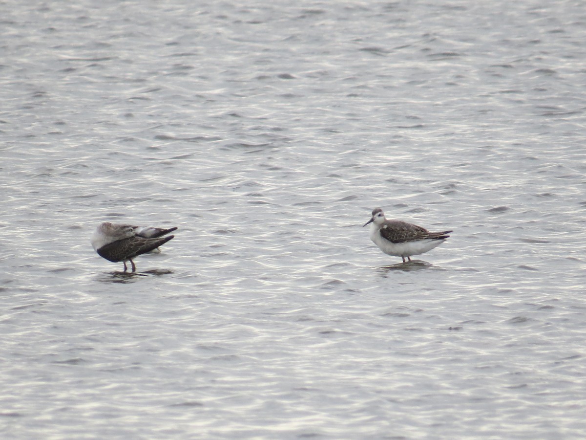 Wilson's Phalarope - ML68157041