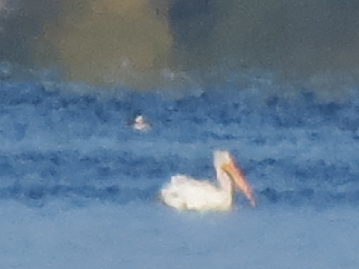 pelikán severoamerický - ML68158061