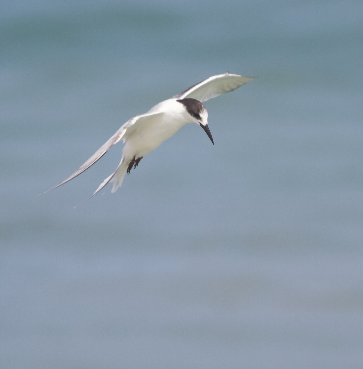 Common Tern - Magnus Grylle