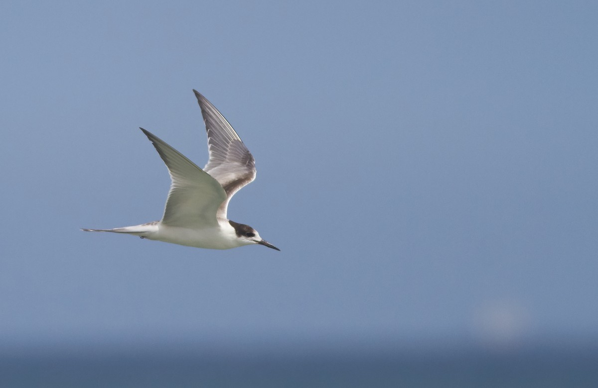 Common Tern - Magnus Grylle