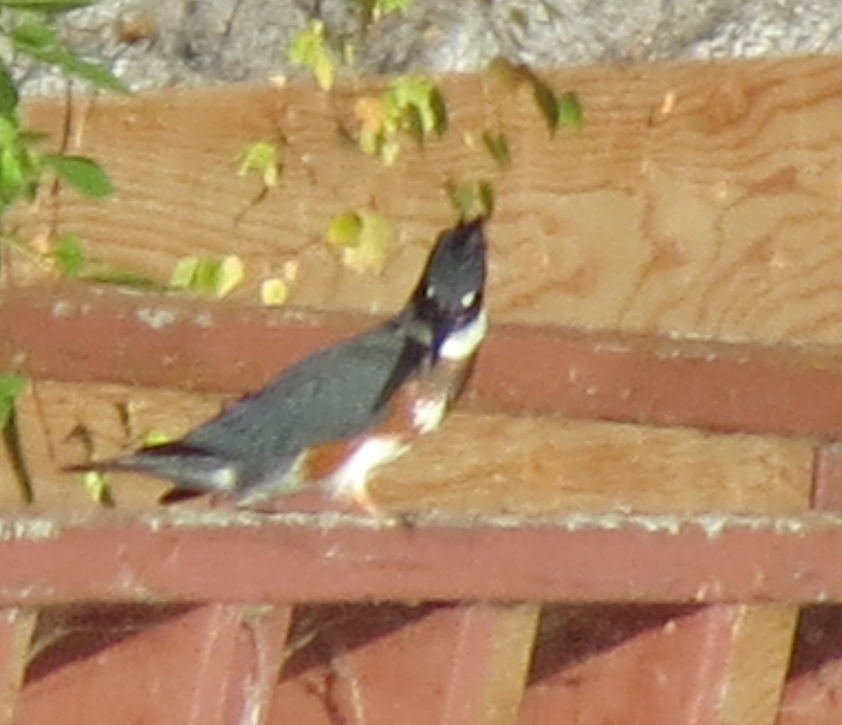 Belted Kingfisher - Fran Kerbs