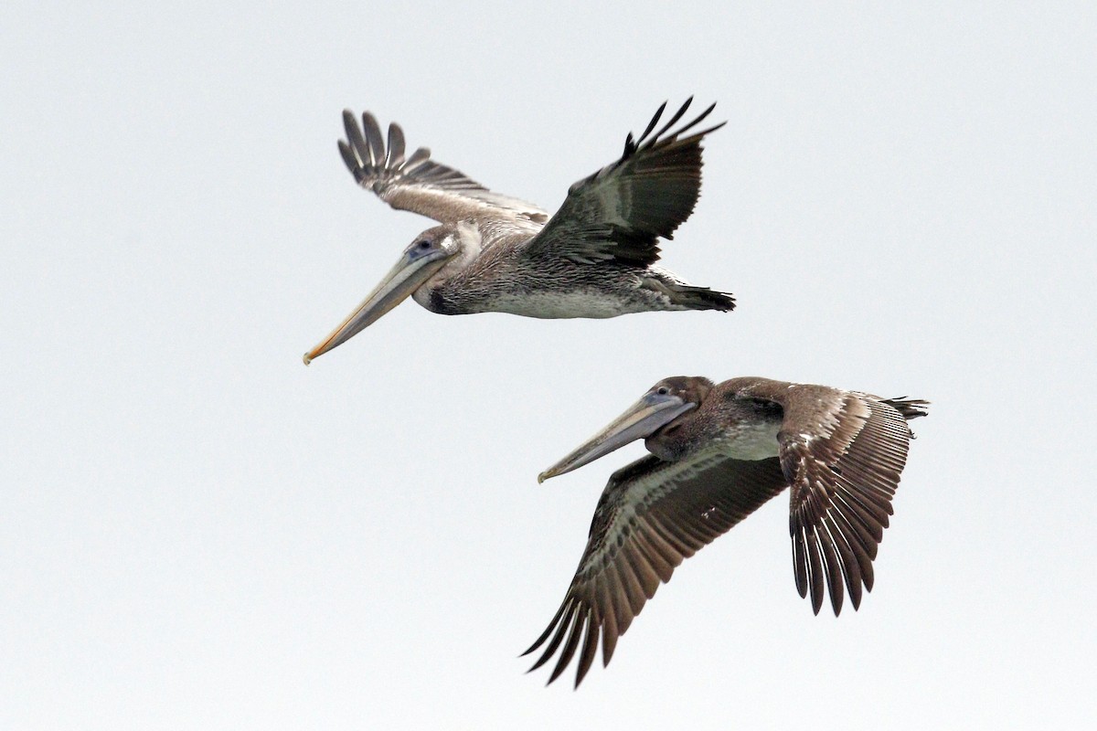 Brown Pelican - ML68158921