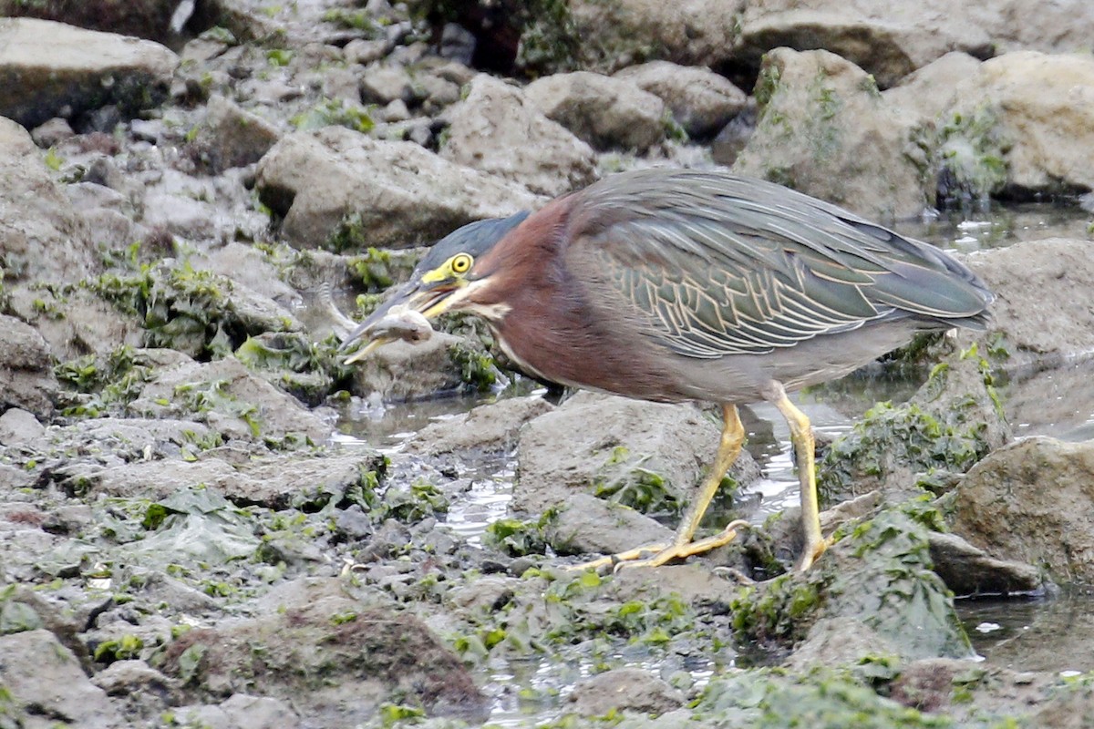 Green Heron - ML68158931