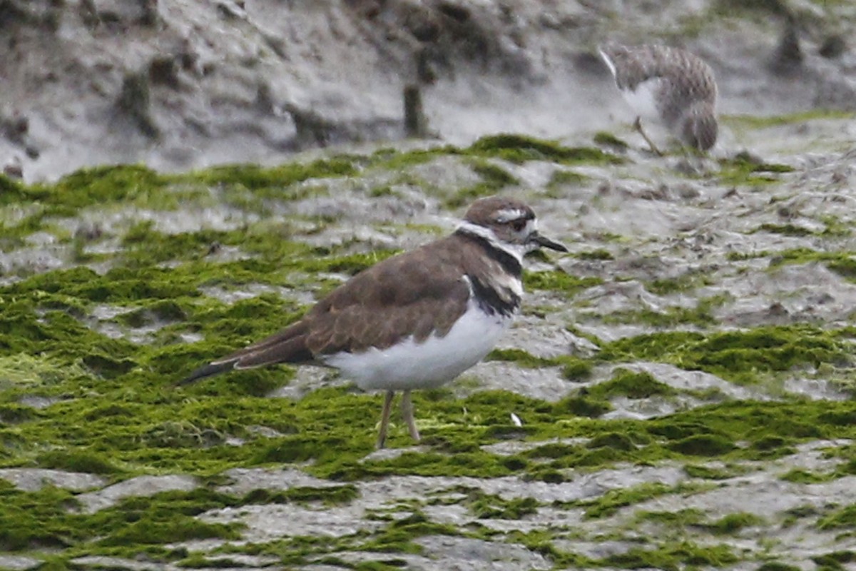 Killdeer - ML68159031