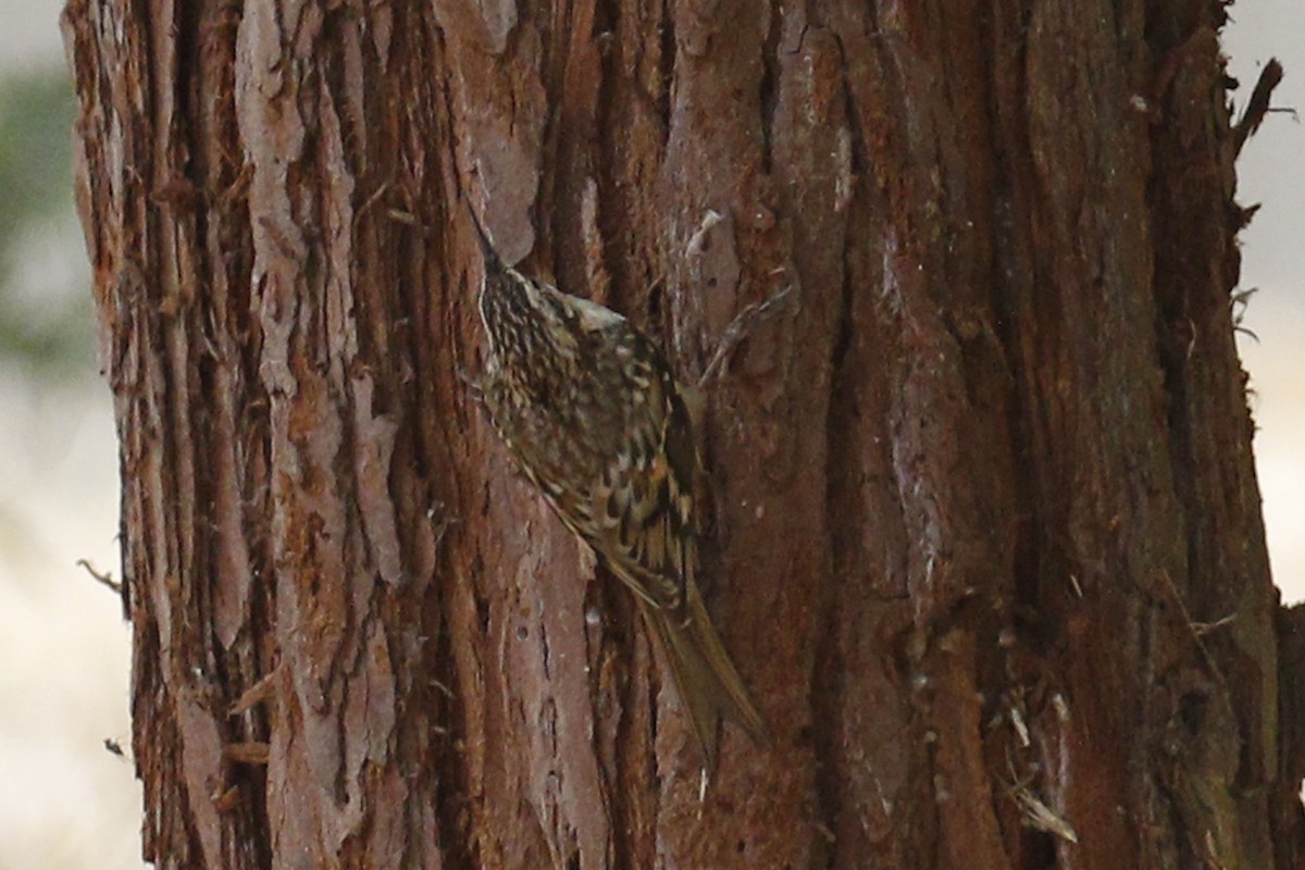 Brown Creeper - ML68159251