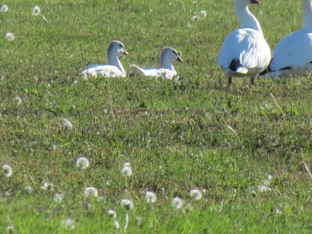 Ross's Goose - Fran Kerbs