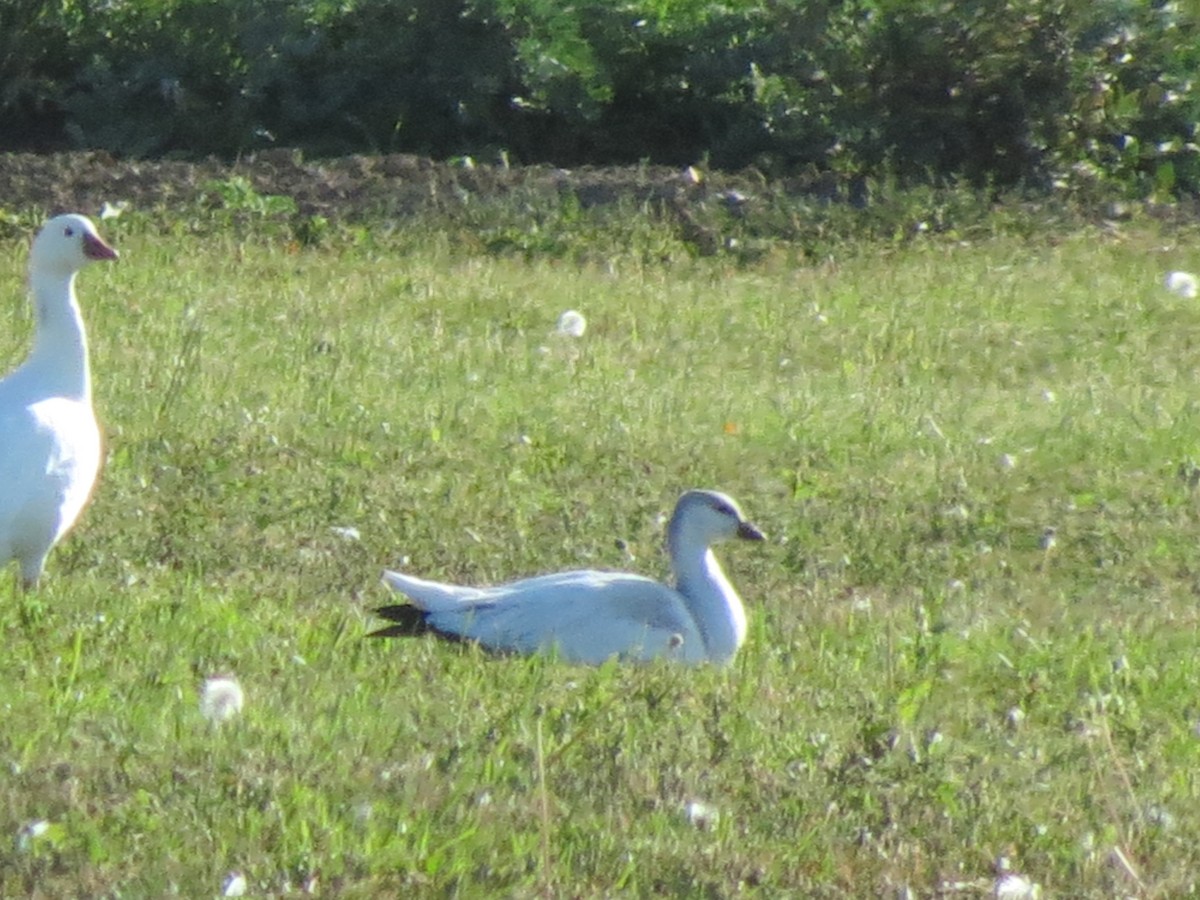 Ross's Goose - Fran Kerbs