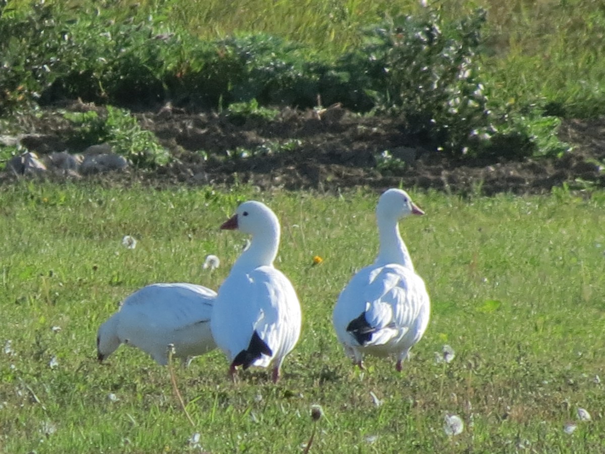 Ross's Goose - Fran Kerbs