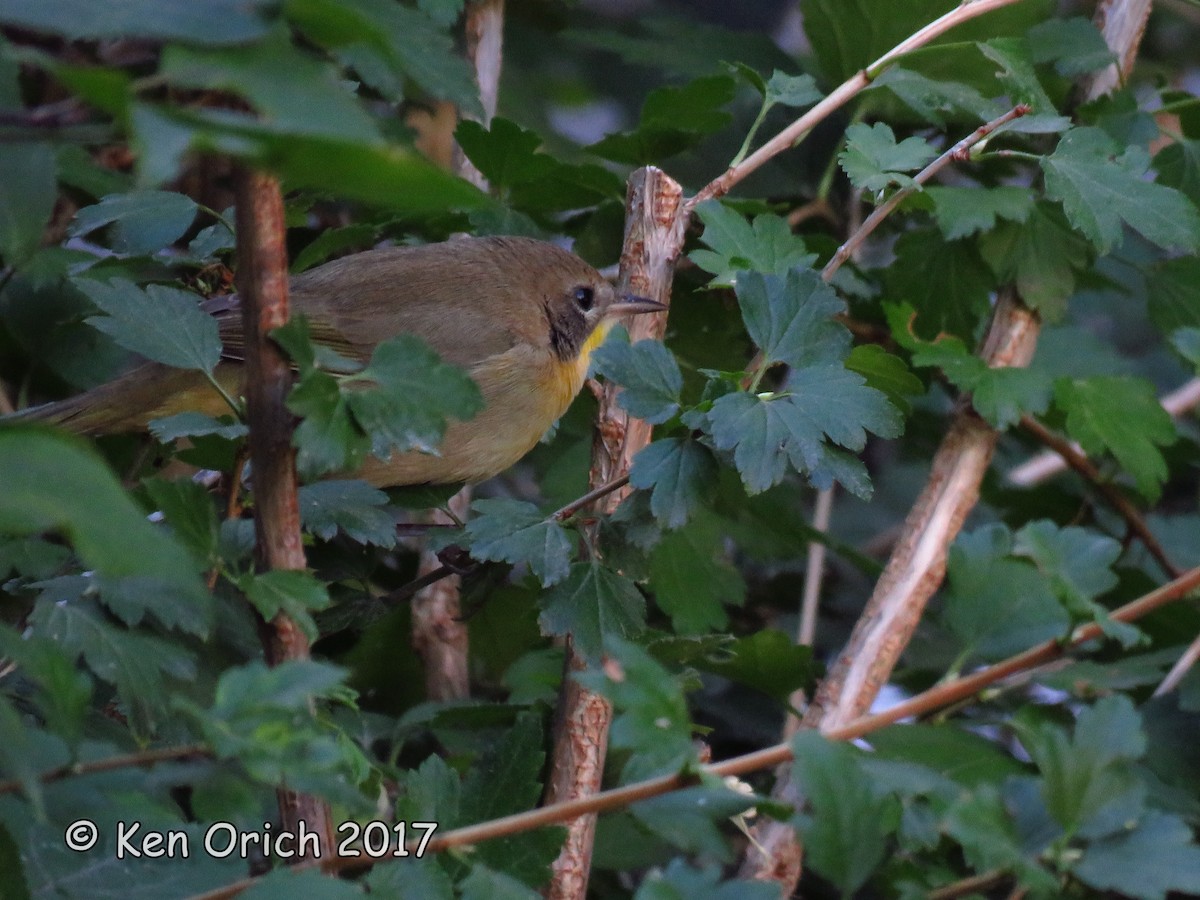 Common Yellowthroat - ML68159551