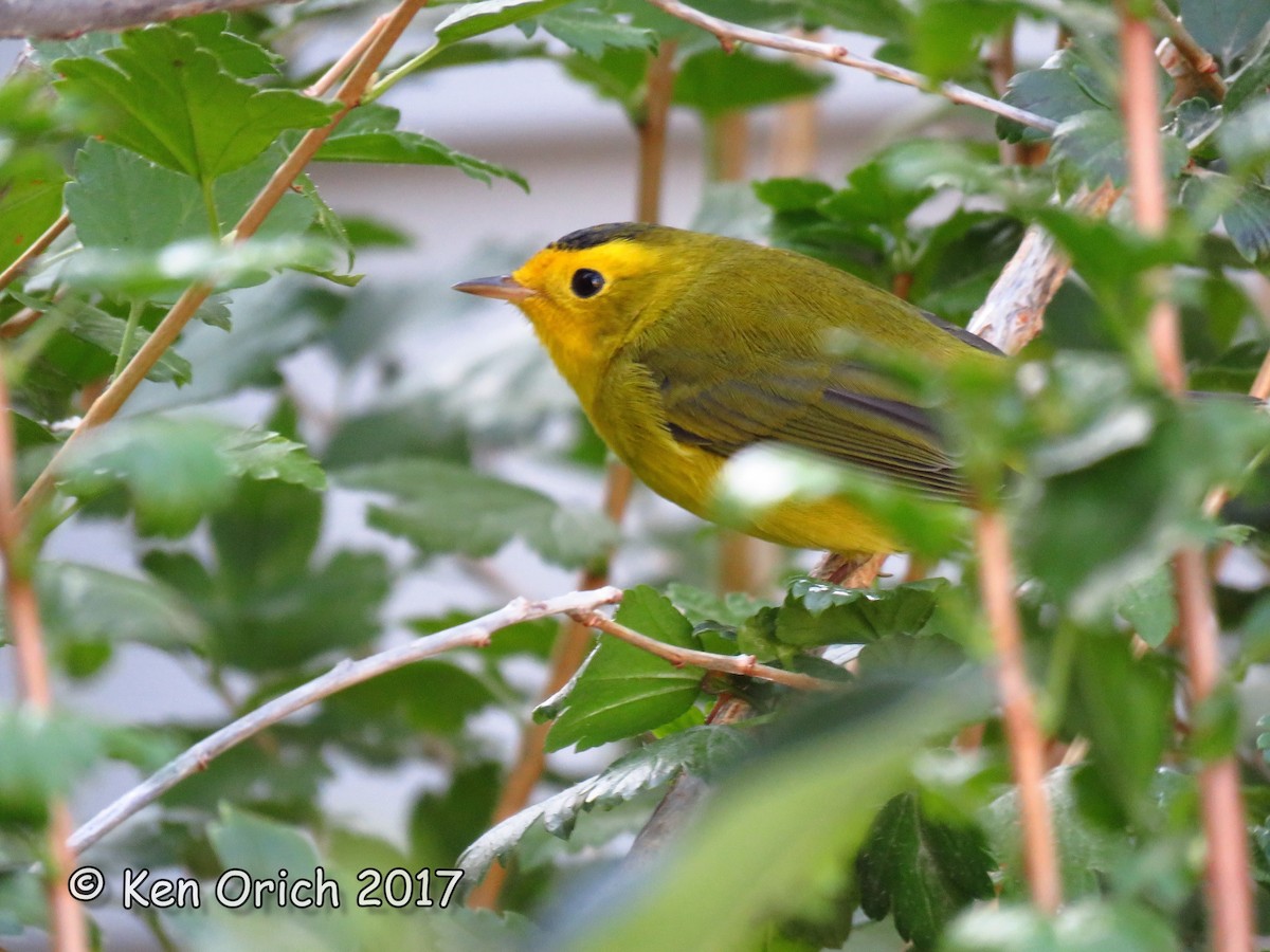 Wilson's Warbler - ML68159591