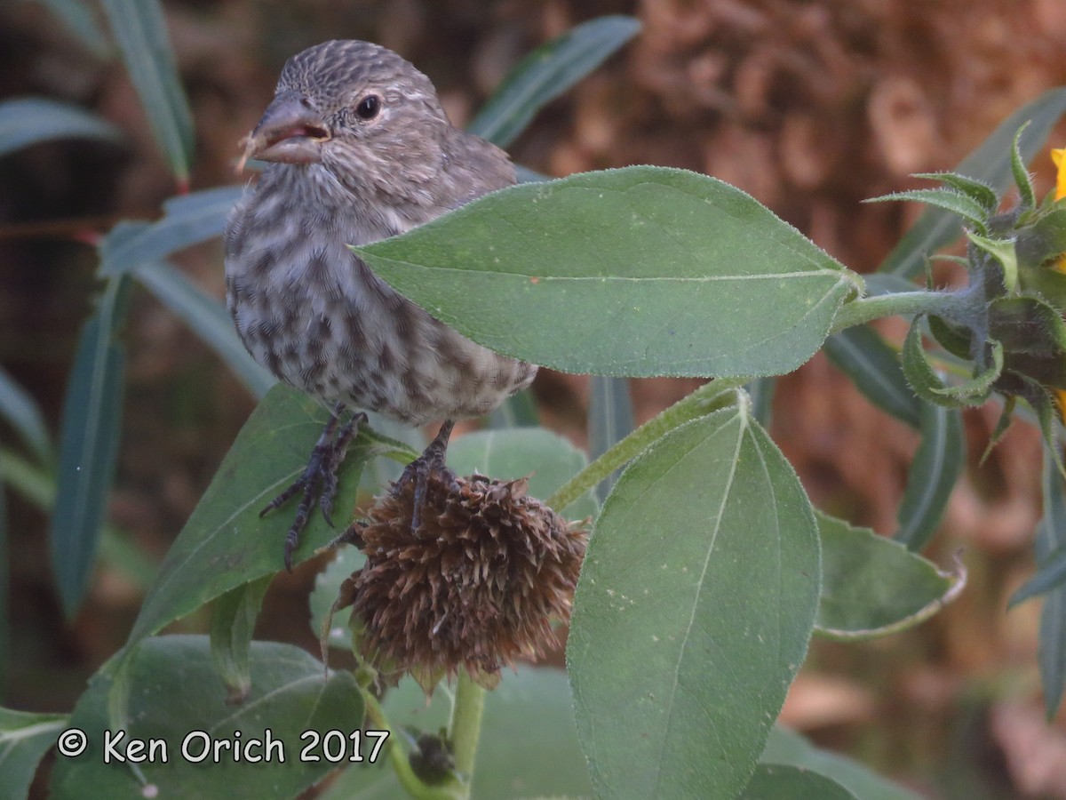 House Finch - ML68159691