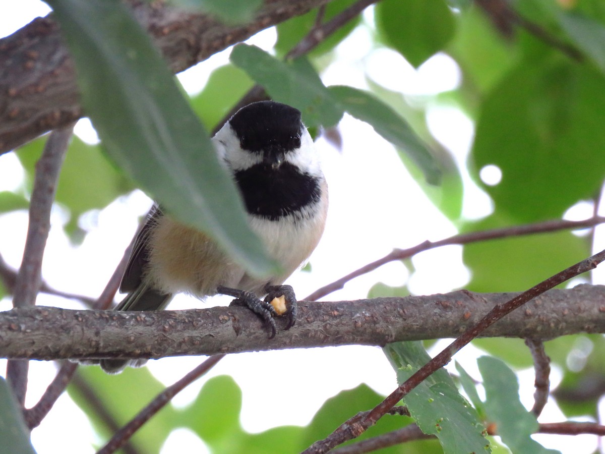 Black-capped Chickadee - ML68159771