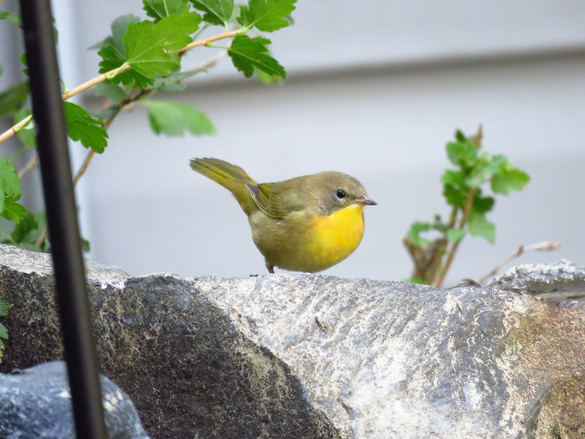 Common Yellowthroat - ML68159851