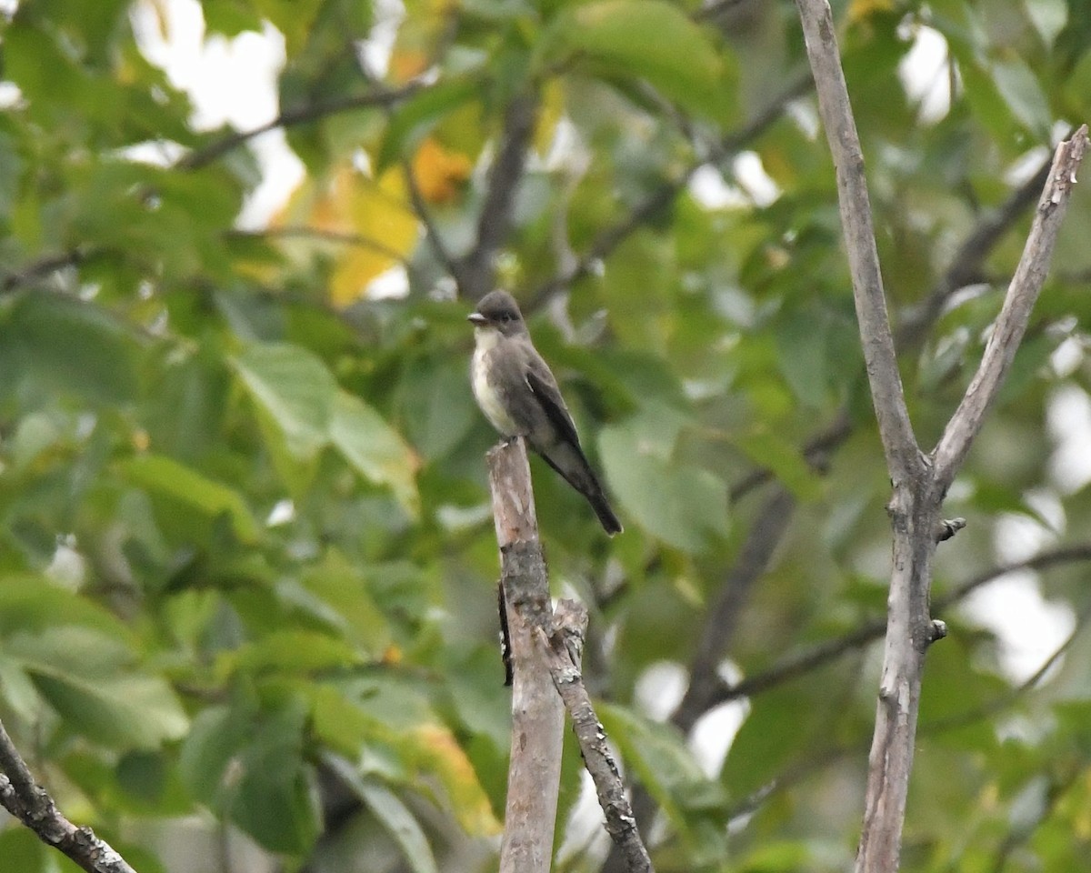 Olive-sided Flycatcher - Dorrie Holmes