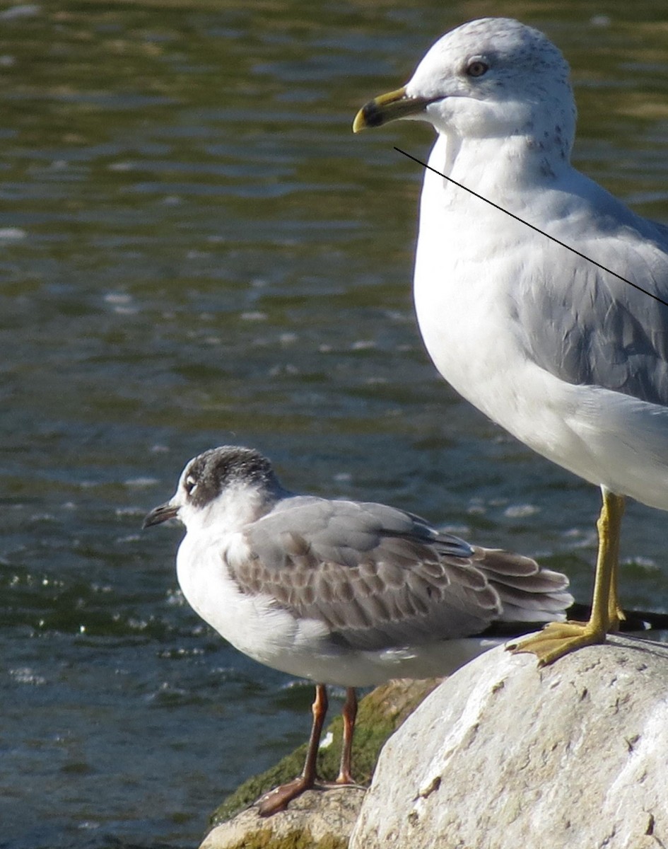 Franklin's Gull - ML68160711