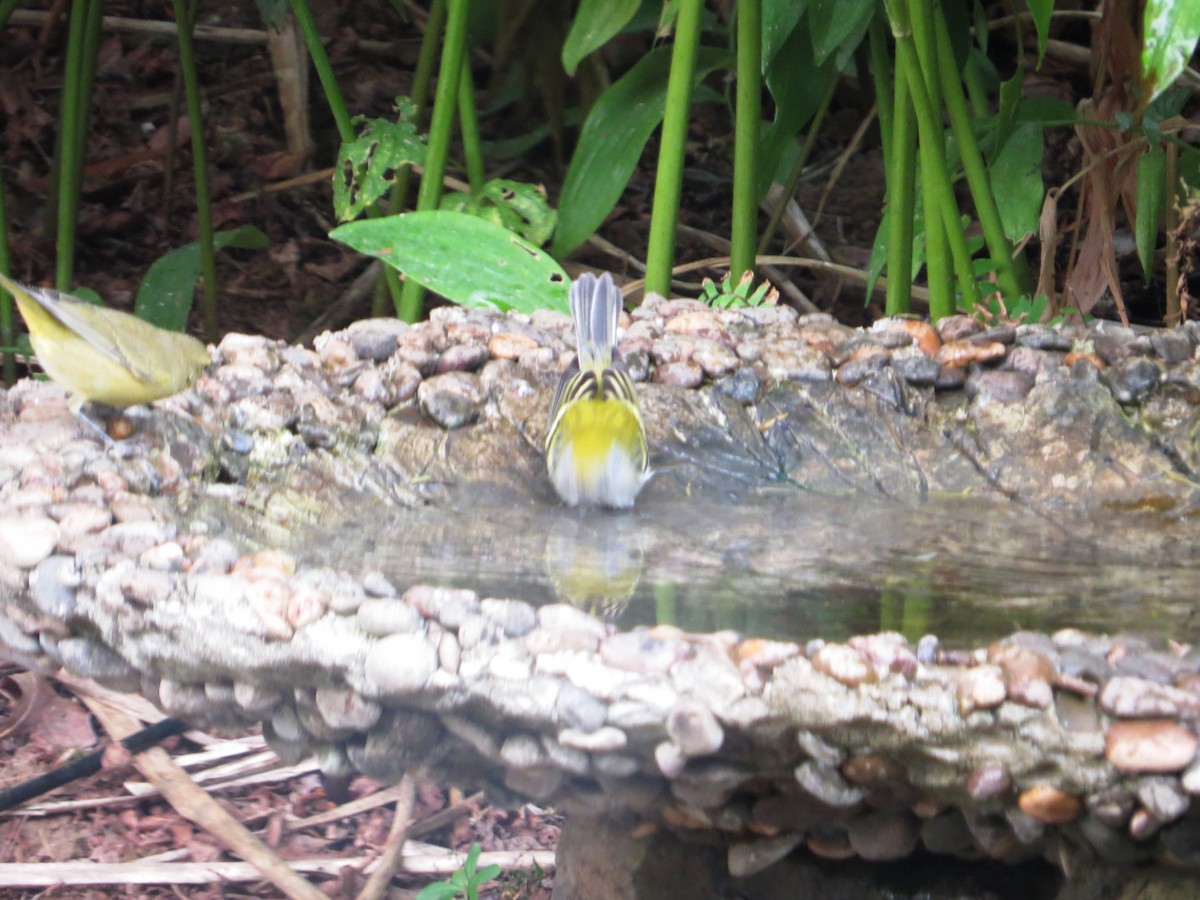 Chestnut-sided Warbler - Wilson Cady