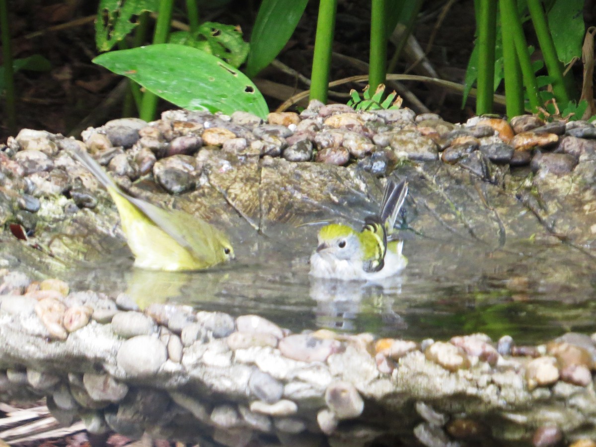 Chestnut-sided Warbler - ML68161031