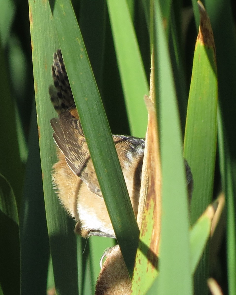 Marsh Wren - ML68161581