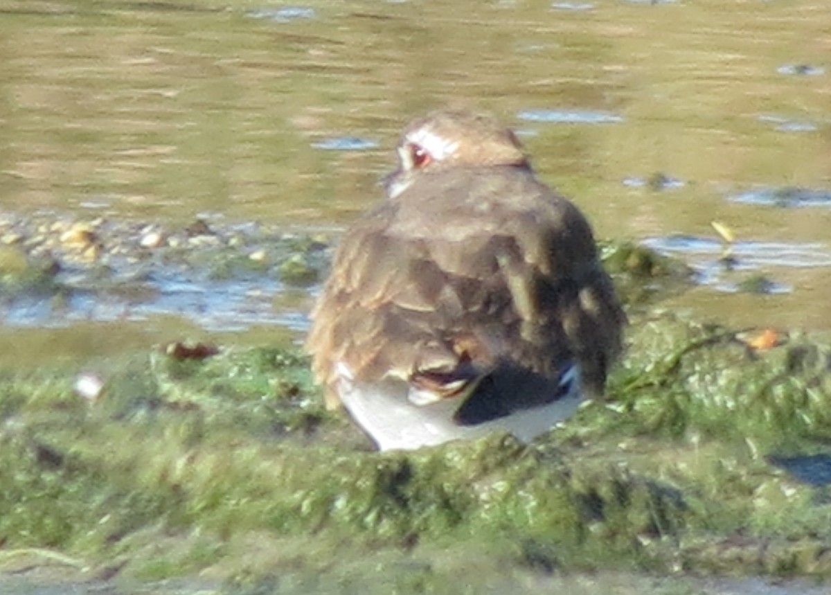 Killdeer - Fran Kerbs