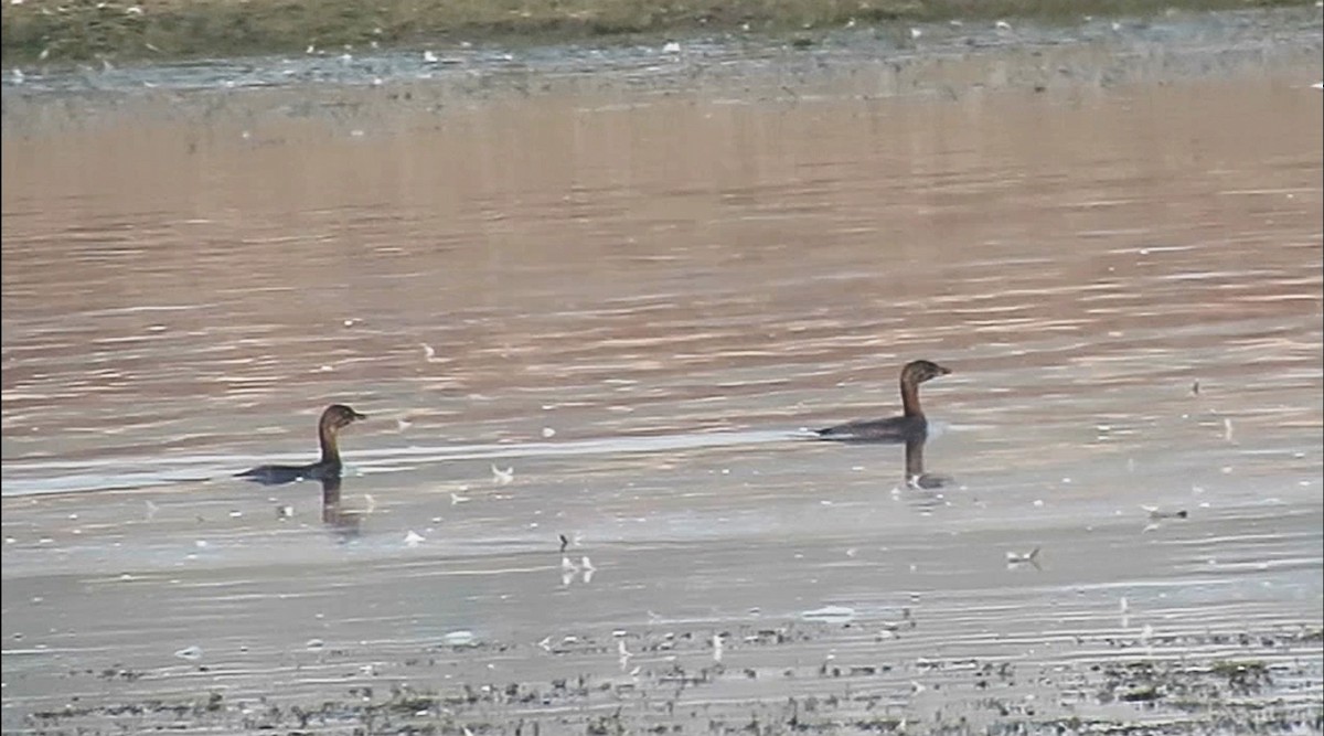 Pied-billed Grebe - ML68163411