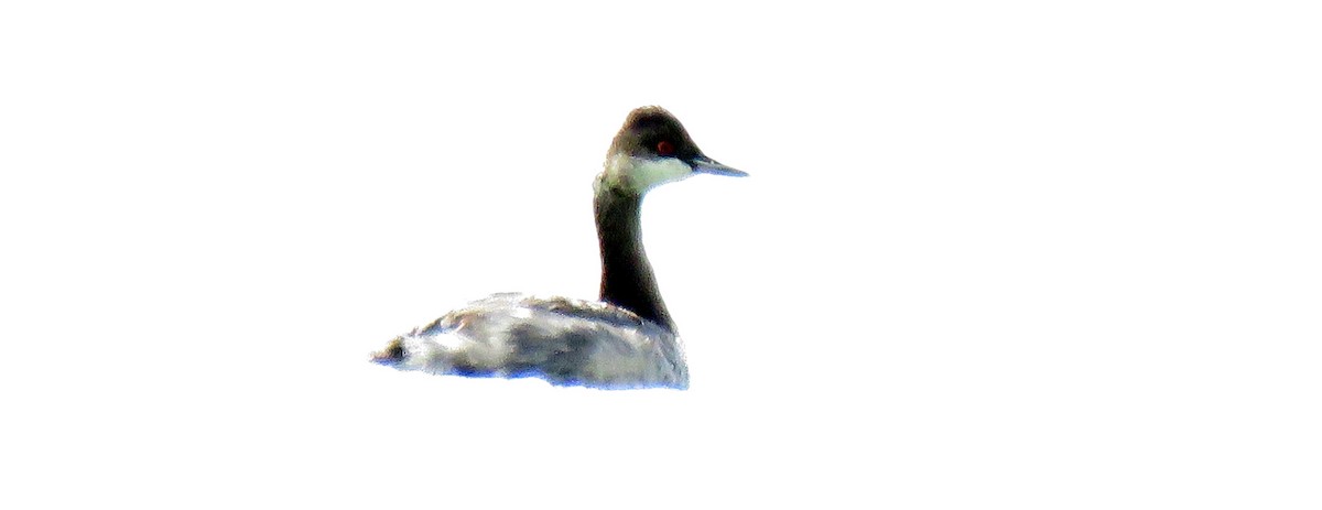 Eared Grebe - ML68163741