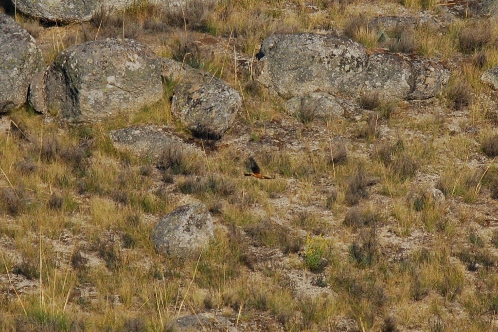 Montagu's Harrier - Andre Vieira