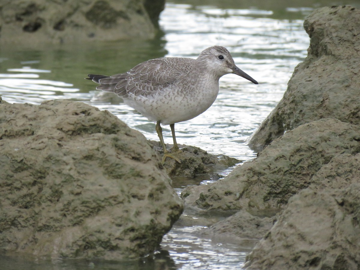 Red Knot - karen bonnell