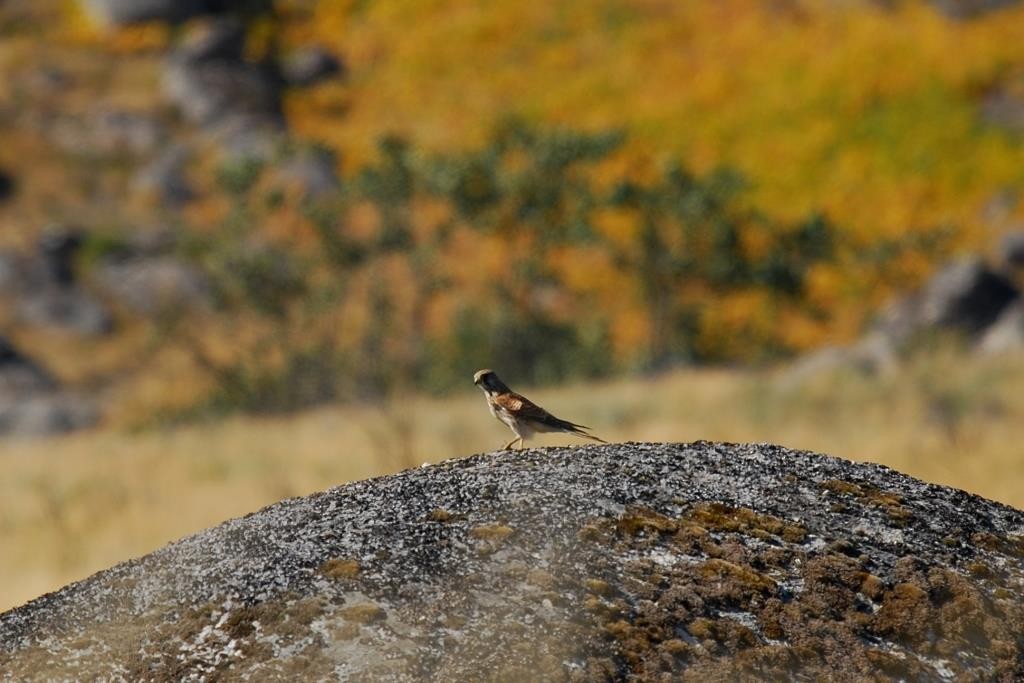 Eurasian Kestrel - ML68165111