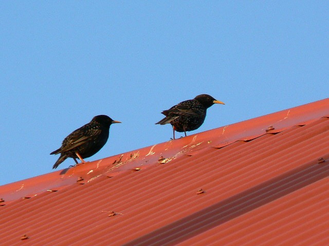 European Starling - ML68165781