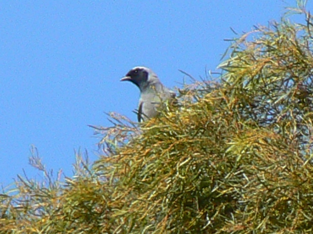 Black-faced Cuckooshrike - ML68165801