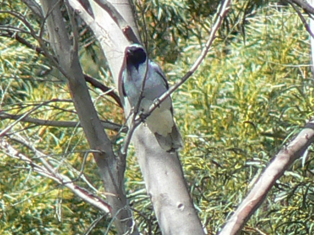 Black-faced Cuckooshrike - ML68165811